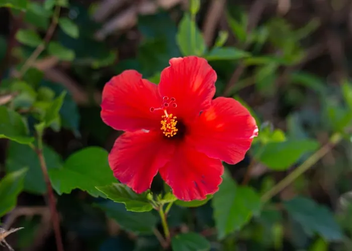 Casa vacanze Katerina - Luxury 4-br Retreat With Private Pool & Bbq Area Peyia